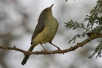 Acacia-apalis - Phyllolais pulchella